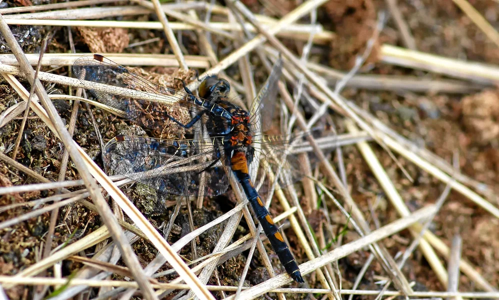 20120520-PICA1677-Bearbeitet.webp