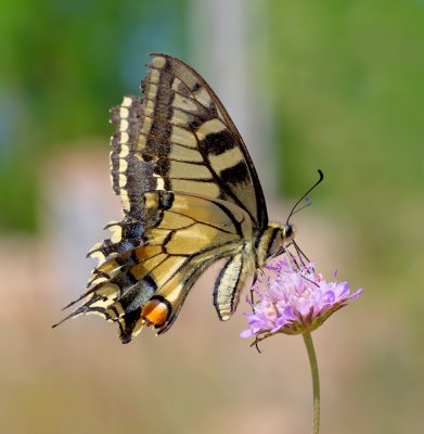 Schwalbenschwanz_1_20120525.JPG