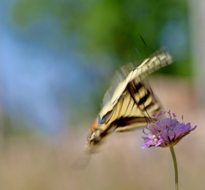 Schwalbenschwanz_3_20120525.JPG