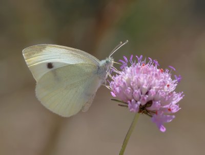 kleiner Kohlweissling (Pieris rapae)_20120525.JPG