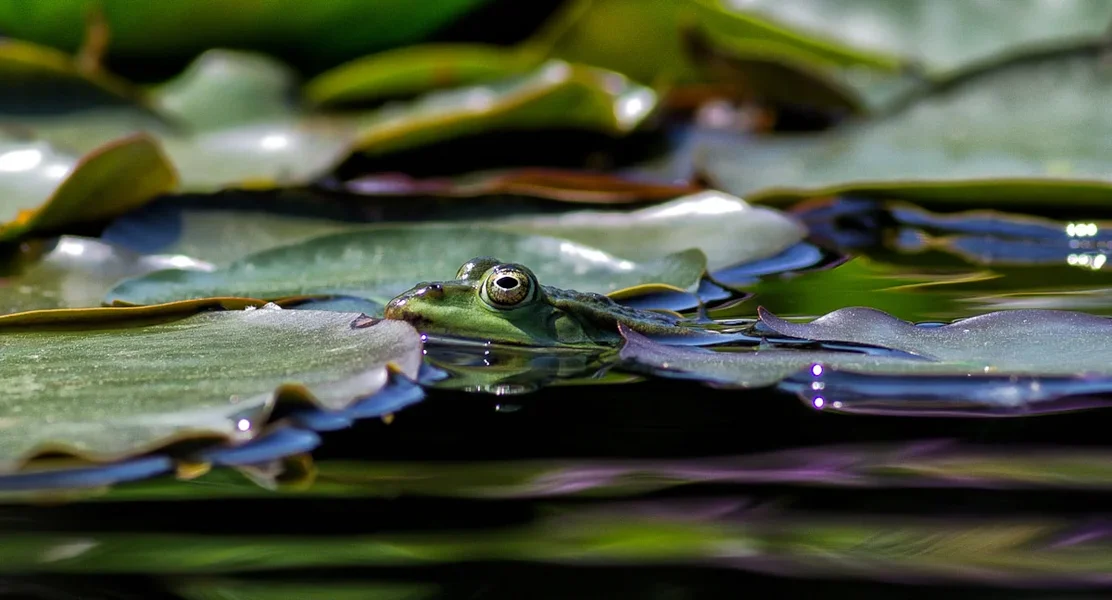 20120525-PICA2406-Bearbeitet.webp