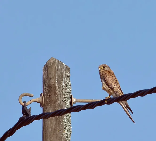 Rötelfalke (Falco naumanni) Weibchen.webp