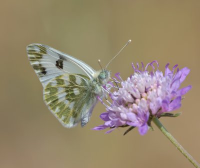 Pontia daplidice ssp iberidice_20120526.JPG