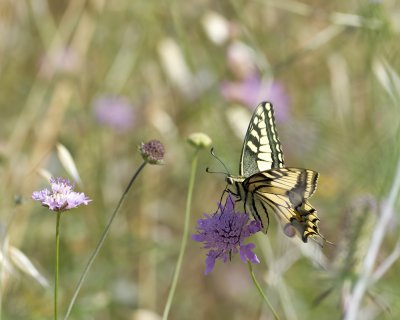 Schwalbenschwanz (Papilio machaon)_20120527.JPG