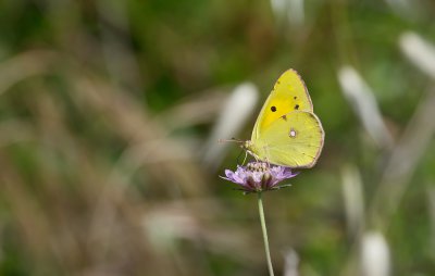 Postillon (Colias croceus)_20120527.JPG