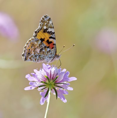 Distelfalter (Vanessa cardui)_1_20120527.JPG