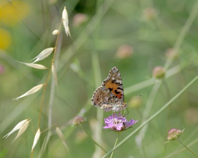 Distelfalter (Vanessa cardui)_2_20120527.JPG
