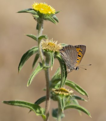 Kleiner Feuerfalter (Lycaena phlaeas)_20120527.JPG