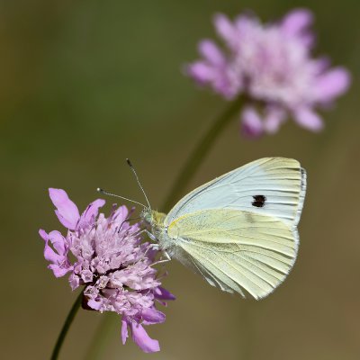 kleiner Kohlweissling (Pieris rapae)_20120527.JPG
