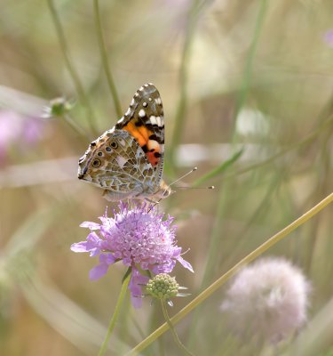 Distelfalter (Vanessa cardui)_1_20120528.JPG