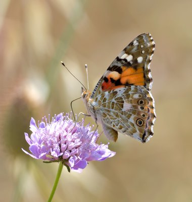 Distelfalter (Vanessa cardui)_2_20120528.JPG