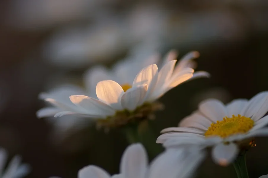 IMGP8103.webp