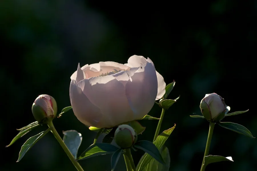 IMGP8228.webp