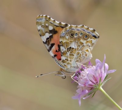 Distelfalter (Vanessa cardui)_20120529.JPG