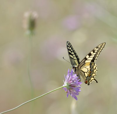 Schwalbenschwanz (Papilio machaon)_1_20120531.JPG