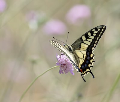 Schwalbenschwanz (Papilio machaon)_2_20120531.JPG