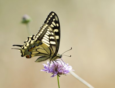 Schwalbenschwanz (Papilio machaon)_3_20120531.JPG