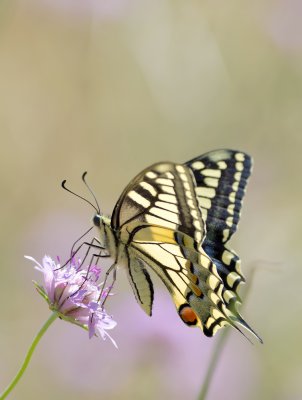 Schwalbenschwanz (Papilio machaon)_4_20120531.JPG