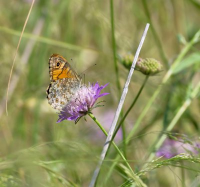 Mauerfuchs (Lasiommata megera)_20120531.JPG