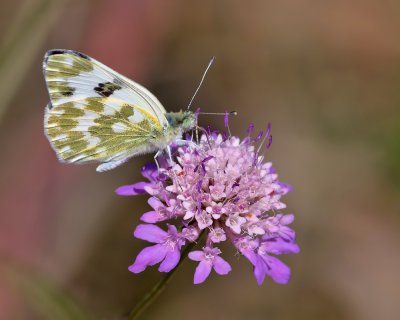 Pontia daplidice ssp iberidice_1_20120601.JPG Pontia daplidice ssp iberidice_1_20120601.JPG