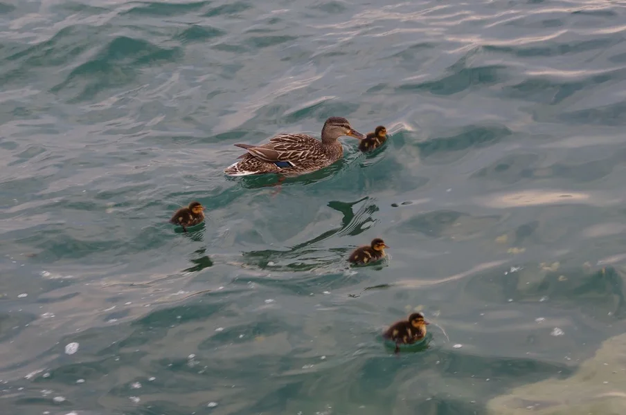 Familie.webp