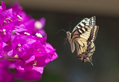 Schwalbenschwanz (Papilio machaon)_20120606.JPG