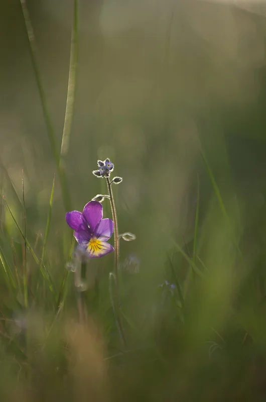IMGP2449.webp