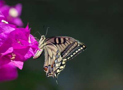 Schwalbenschwanz (Papilio machaon)_2_20120606.JPG