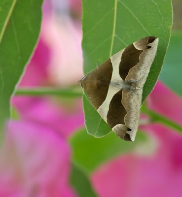 Brombeereule (Dysgonia algira )_20120607.JPG Brombeereule (Dysgonia algira )_20120607.JPG