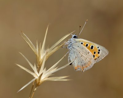 Kleiner Feuerfalter (Lycaena phlaeas)_20120607.JPG
