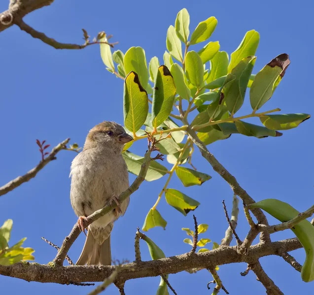 Spatz geniesst Morgensonne_20120612.webp