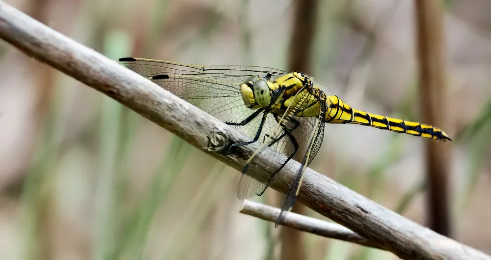 Große Blaupfeil (Orthetrum cancellatum)_20120612.JPG