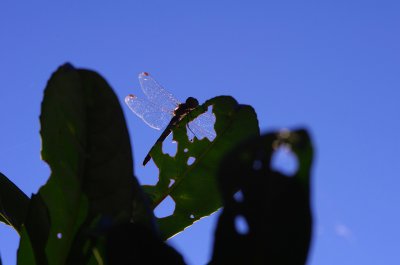 2011 09 30 IMGP0302.jpg