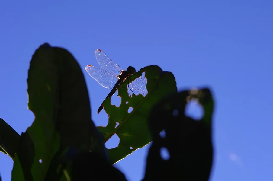 2011 09 30 IMGP0302.webp