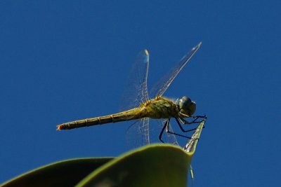 IMGP2614.JPG