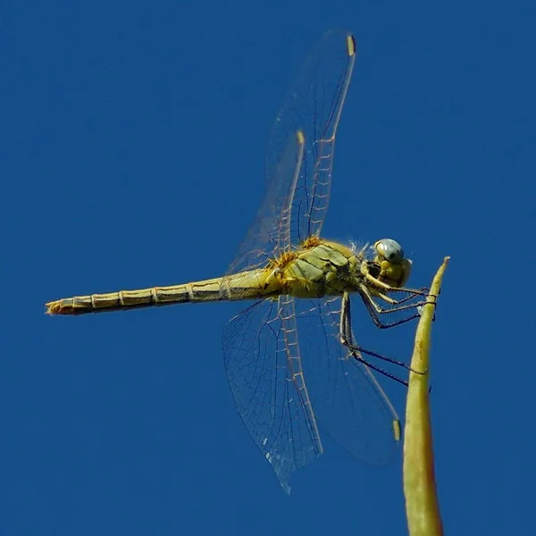 IMGP2588.JPG