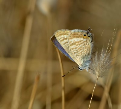 Kleiner Wanderbläuling (Leptotes pirithous)_1_20120613.JPG