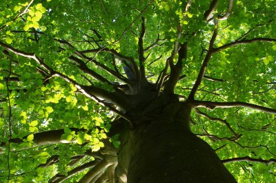 Baum.JPG