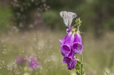 20120617-_IGP1356(Aporia crataegi).jpg