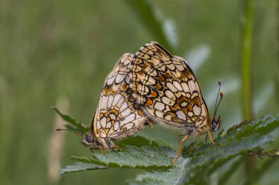 20120617-_IGP1465(Argynnis niobe).jpg