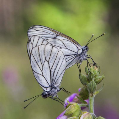 20120617-_IGP1387(Aporia crataegi).jpg