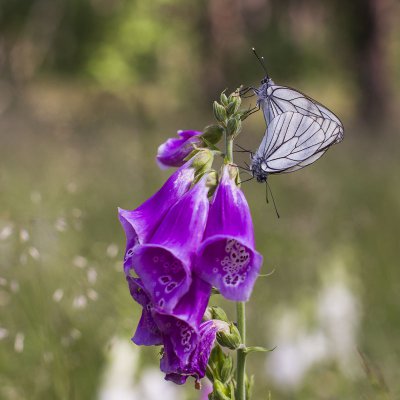 20120617-_IGP1416(Aporia crataegi).jpg
