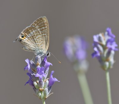 Kleiner Wanderbläuling (Leptotes pirithous)_1_20120621.JPG