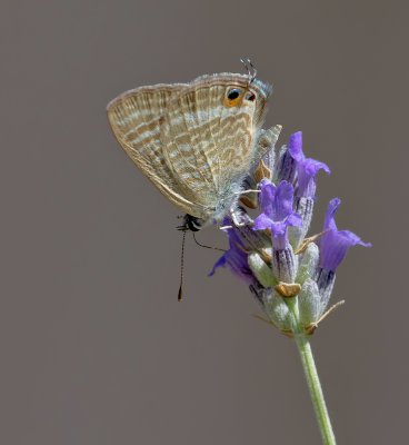 Kleiner Wanderbläuling (Leptotes pirithous)_2_20120621.JPG