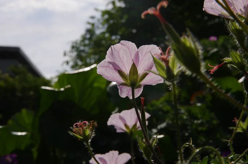comp_IMGP6847.webp