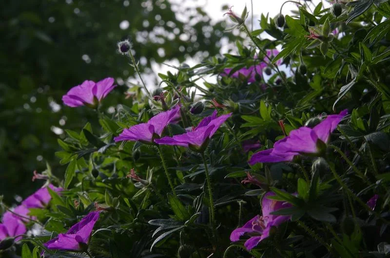 comp_IMGP6850.webp