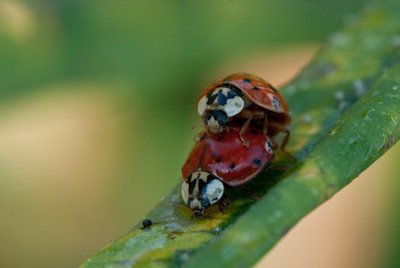 Marienkäfer.jpg Marienkäfer.jpg