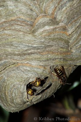 (c)_Kribben_Photodesign_Wespen_1.jpg (c)_Kribben_Photodesign_Wespen_1.jpg