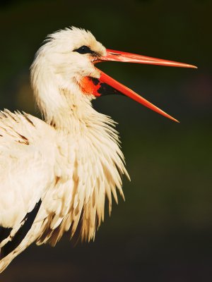 Weißstorch.jpg Weißstorch.jpg