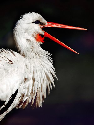 ludwig-V20.jpg ludwig-V20.jpg